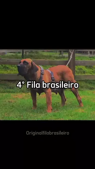 Canil Gigantes Do Teles 🇧🇷🇧🇷🇧🇷. Seleção do Fila Brasileiro