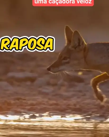 A raposa na caça  ORIGINAL GΑᒪᒣΕRY