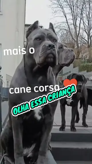 cane corso com criancas