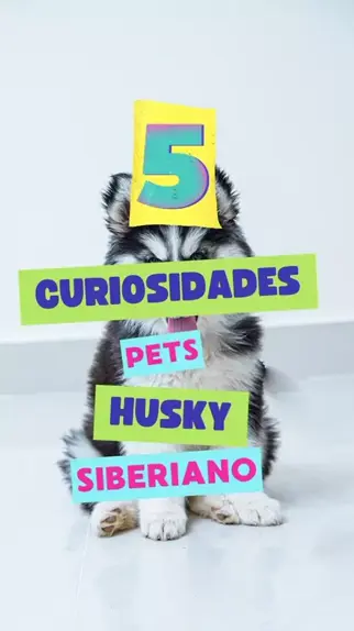 5 curiosidades Husky Siberiano melhorversao CrescerNaFamília