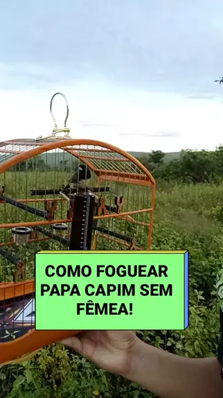 Fêmea de Papa capim Chamando para foguear e Esquentar papacapim