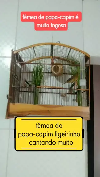 papacapim fêmea cantando