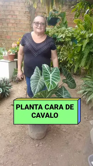 Arrebenta cavalo / Planta que você tem que que conhecer 