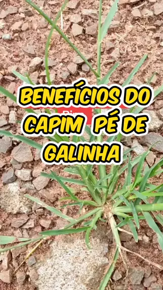 Benefícios do capim pé de galinha