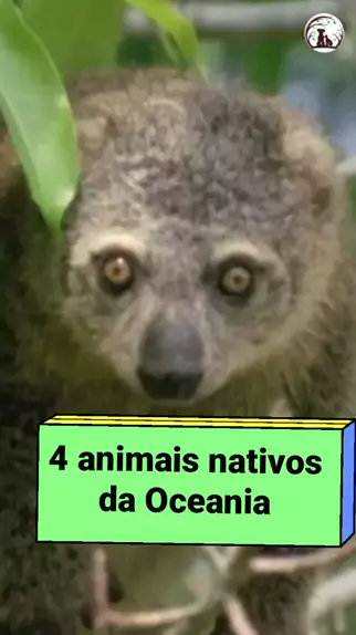 A onça-parda ou puma, também conhecida no Brasil por suçuarana e leão-baio,  é um mamífero carnívoro da família Felidae e gênero Puma Stock Photo