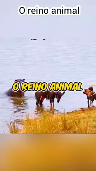 Cuco, uma espécie invasora! #cuco #passaros #reinoanimal