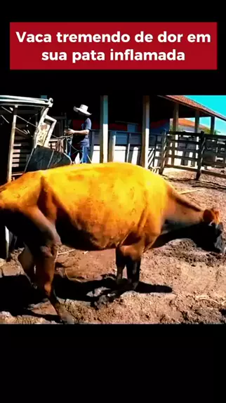 vaca mugindo