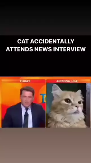 Interview Cat Meme