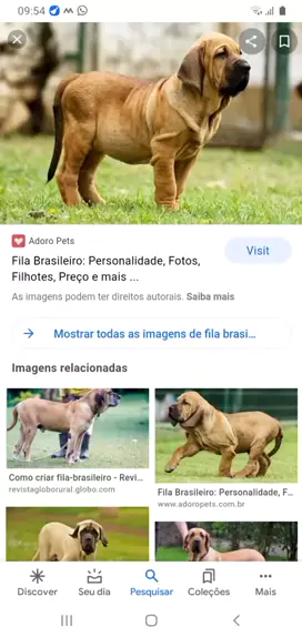 fotos de cachorro fila brasileiro preço