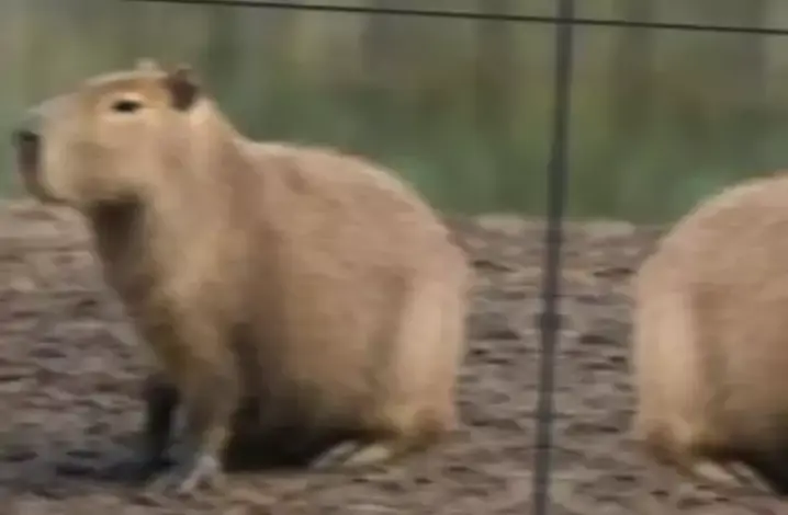 musica tirou minha caixinha da capivara