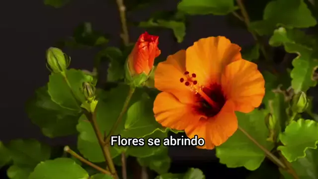 Flores se abrindo