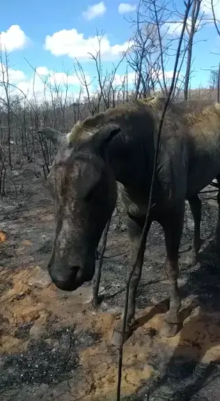 VEJA VÍDEO: Cavalo agonizando e todo queimado, após incêndio