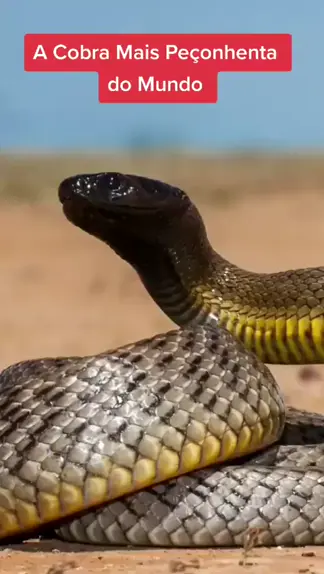 a cobra mais peçonhenta do mundo