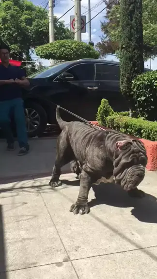 FILA BRASILEIRO VS MASTIN NAPOLITANO- QUEM VENÇE? 