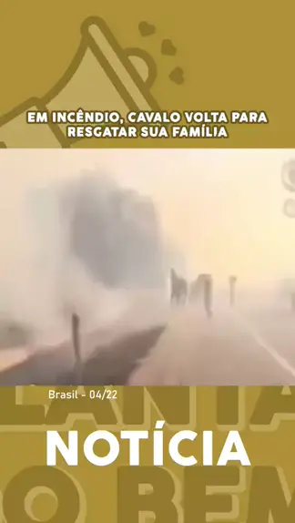 VEJA VÍDEO: Cavalo agonizando e todo queimado, após incêndio