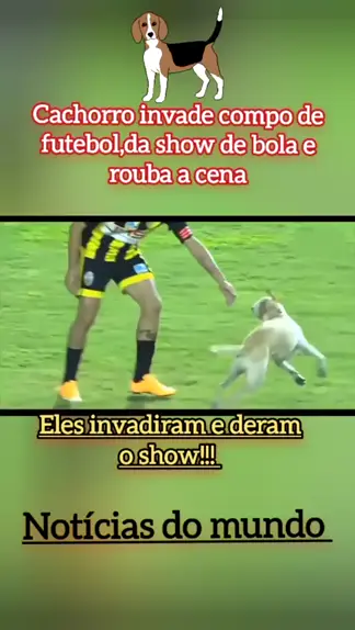 Cachorro invade campo e rouba bola durante jogo de futebol no México