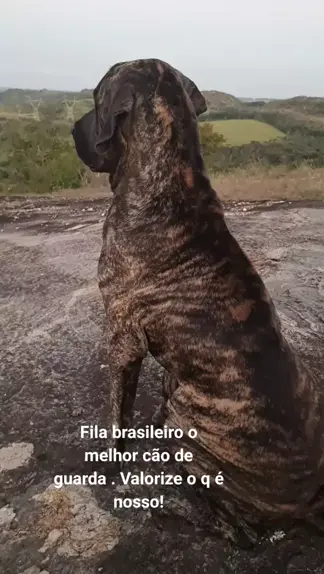 Cachorro Fila Brasileño Stock Photo