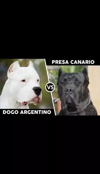 Cane Corso VS Dogo Argentino 