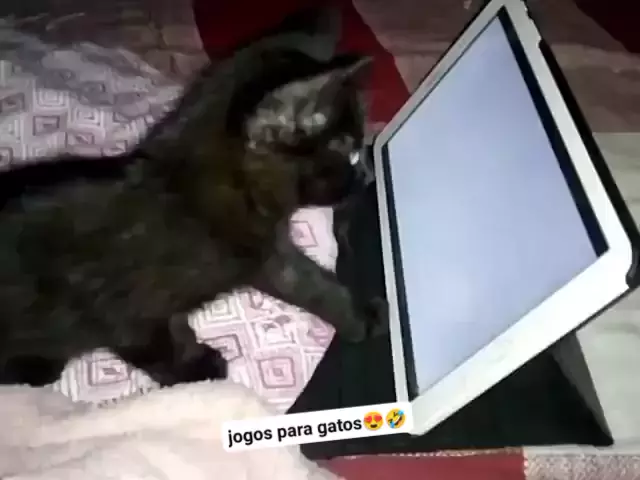 jogos de gatos fofos