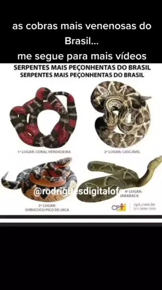 Veja características de cobras peçonhentas do Brasil e como identificá-las