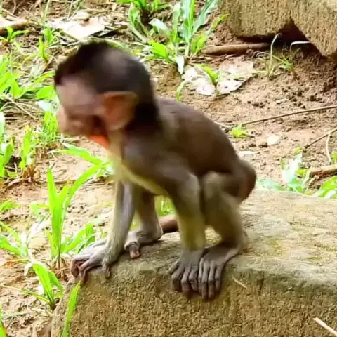 Mamãe MACACO carrega FILHOTE que MORREU! #bichos #biologia