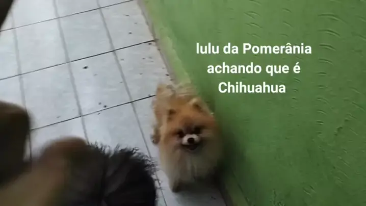 lulu da pomerania chihuahua