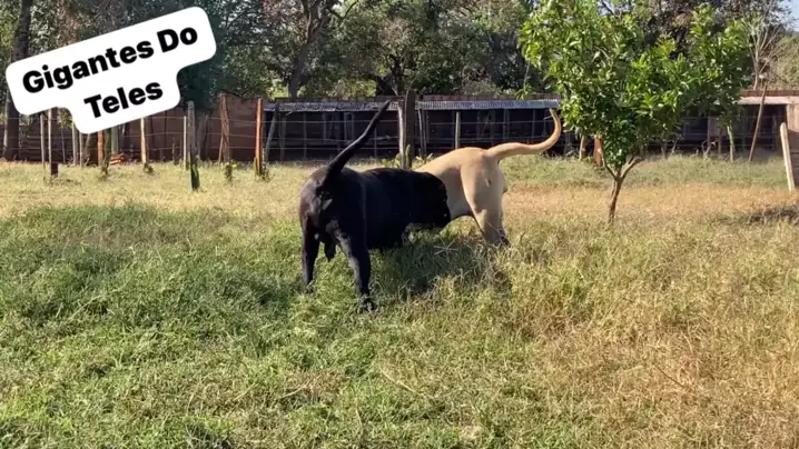 Canil Gigantes Do Teles - Especializado em Fila Brasileiro 