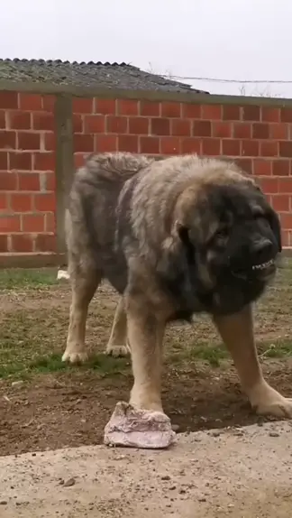 Kangal