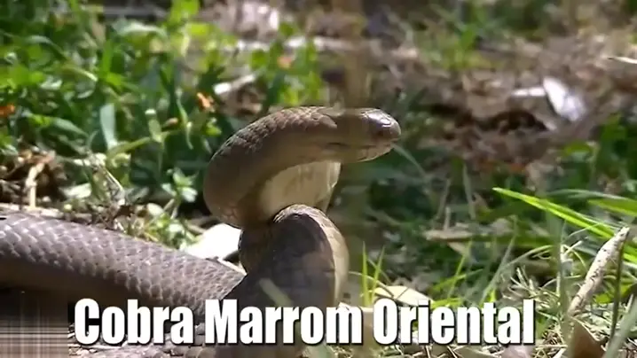 cobra marrom oriental