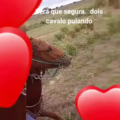 cavalo pulando com homem em cima com musica