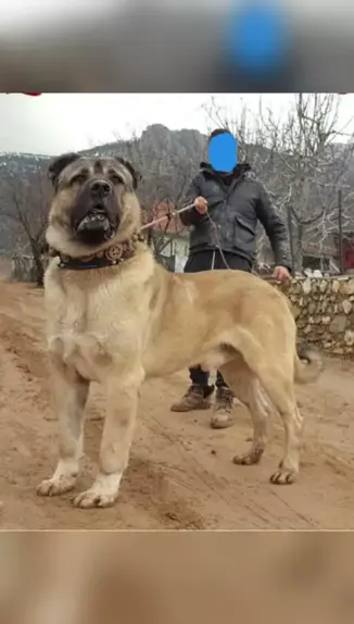 O Kangal Rei dos Cães