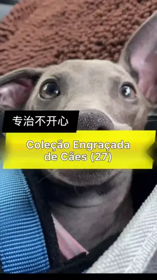 Canal de Vídeos engraçados: Como Ganhar dinheiro no  criar #memes  #videosengraçados 