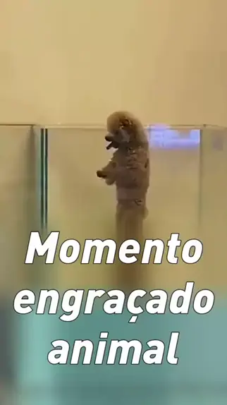 engraçado gif de animais