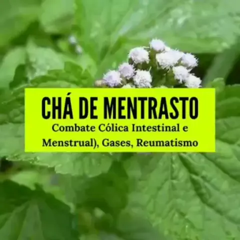 cura pelas plantas LucasMr . udio original criado por cura pelas plantas. Benef cios da erva s o Jo o ou mentrasto curtem sigam e compartilhem com seus melhores amigos