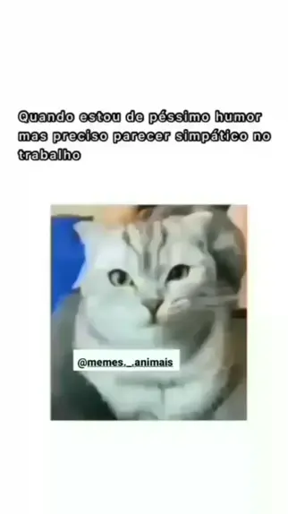 trabalho engraçado de meme de gato