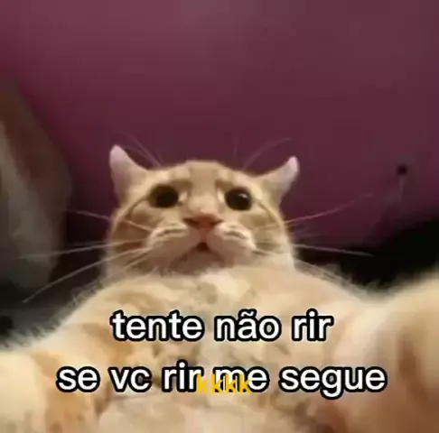 VIDEOS ENGRAÇADOS DE ANIMAIS 3 - TENTE NÃO RIR