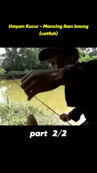 MANCING IKAN BAUNG, PAKAI KUCUR