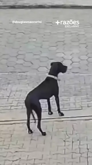 cachorro moscou esperando o gari