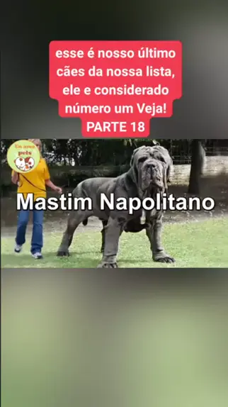 Mastino Napolitano: veja esse enorme cão