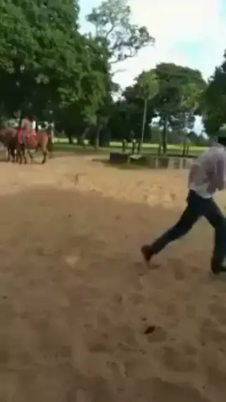 cavalo pulando no pantanal nhecoladia