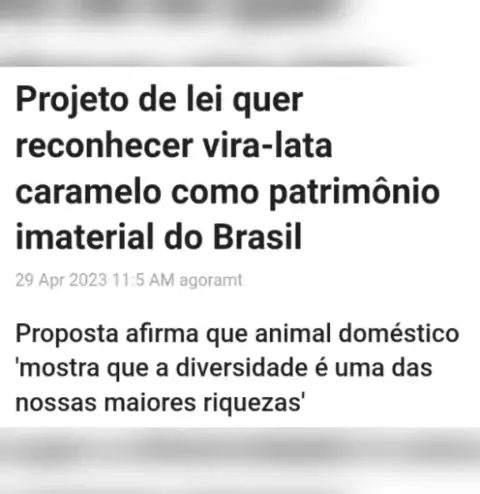 Projeto de lei quer reconhecer vira-lata caramelo como patrimônio