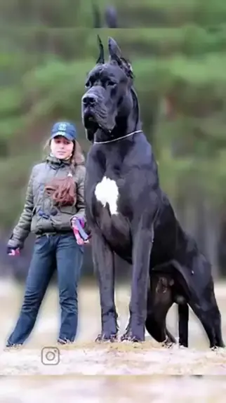 os 10 maiores cachorros do mundo