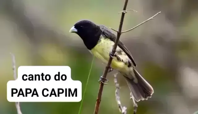 CANTO DO PAPA CAPIM TUI TUI PURO. O papa-capim, papa-capim-capuchinho