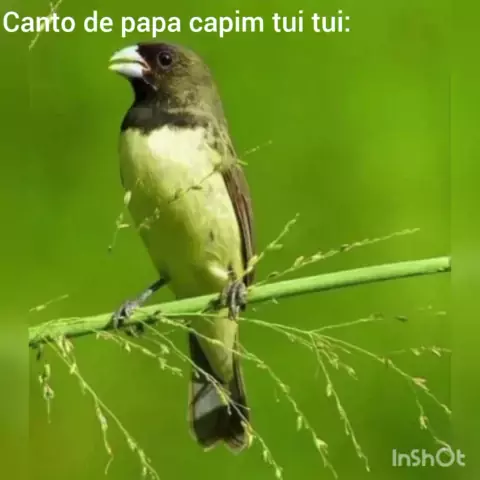 Canto do Papa Capim Pardo 