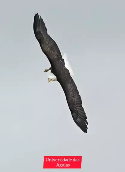 Clube de Águias - Universo Dakota