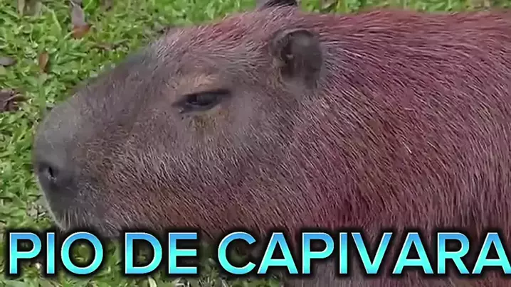 foto da capivara sigma