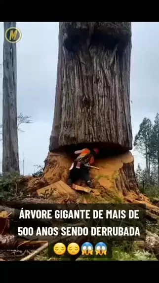 🌐 A gigantesca árvore milenar cortada por ser inacreditável