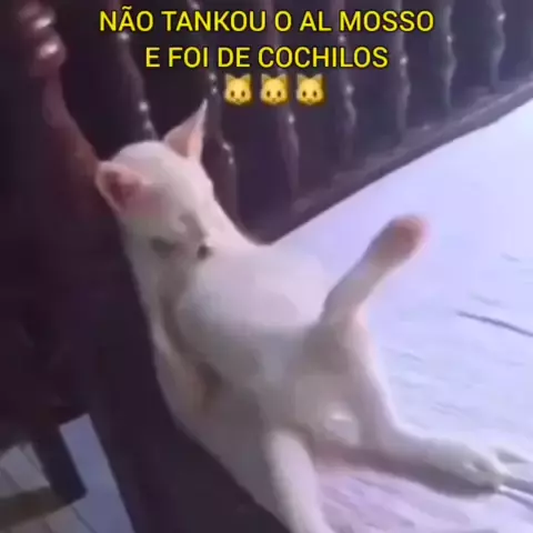 Não tankou tanta fofura e foi de base! ⚰