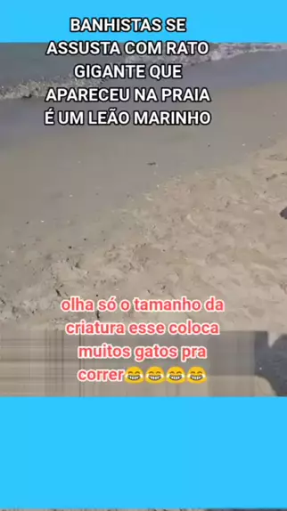 Rato gigante aparece em praia #animaisnotiktok #biologia #ratos