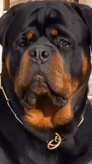 Fila Brasileiro VS Rottweiler  Qual o cão mais Valente? 